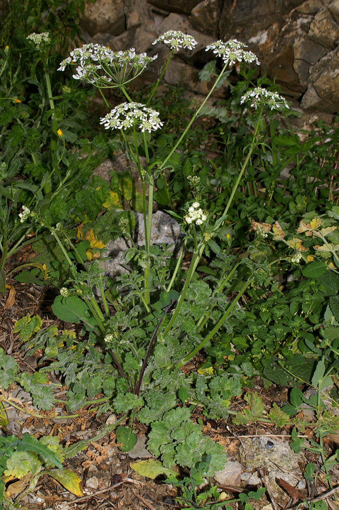Tordylium apulum / Ombrellini pugliesi